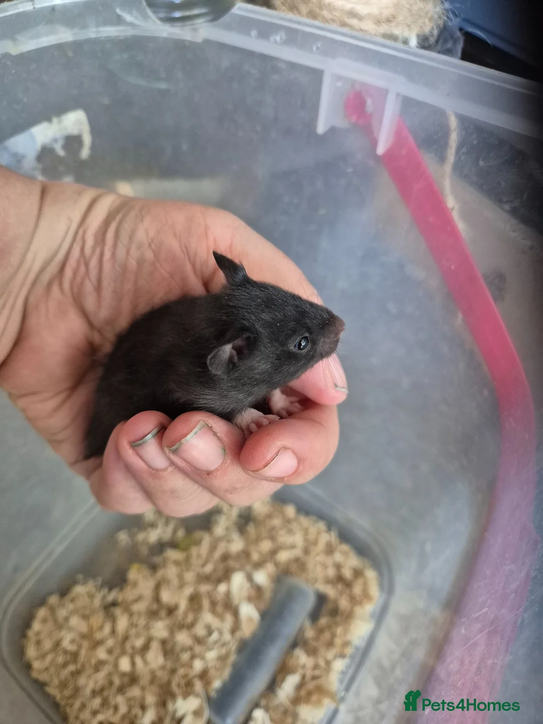 Hamster rodents for sale: Baby syrian hamster  - Advert 1