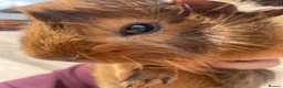 Guinea Pig rodents for sale: Beautiful Baby Guinea Pig Boy Pairs  - Advert 4