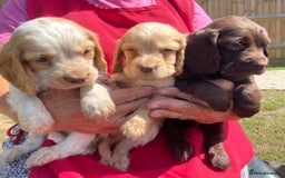 Cocker Spaniel dogs for sale: Show Cocker Spaniels 🐶🐾 in Maidstone - Image 1
