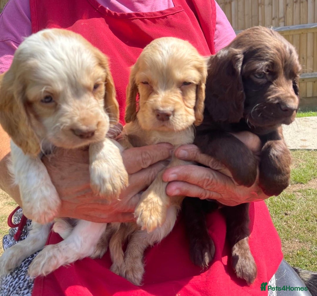 Cocker Spaniel dogs for sale: Show Cocker Spaniels 🐶🐾 in Maidstone - Image 1