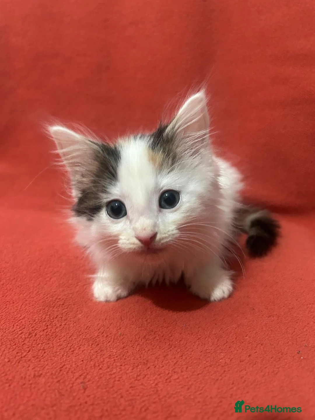 RagaMuffin cats for sale: Kittens for sale  - Advert 15