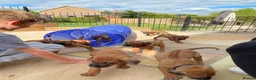 Rhodesian Ridgeback dogs for sale: KC reg/Family pet/Now accepting viewings  - Advert 2