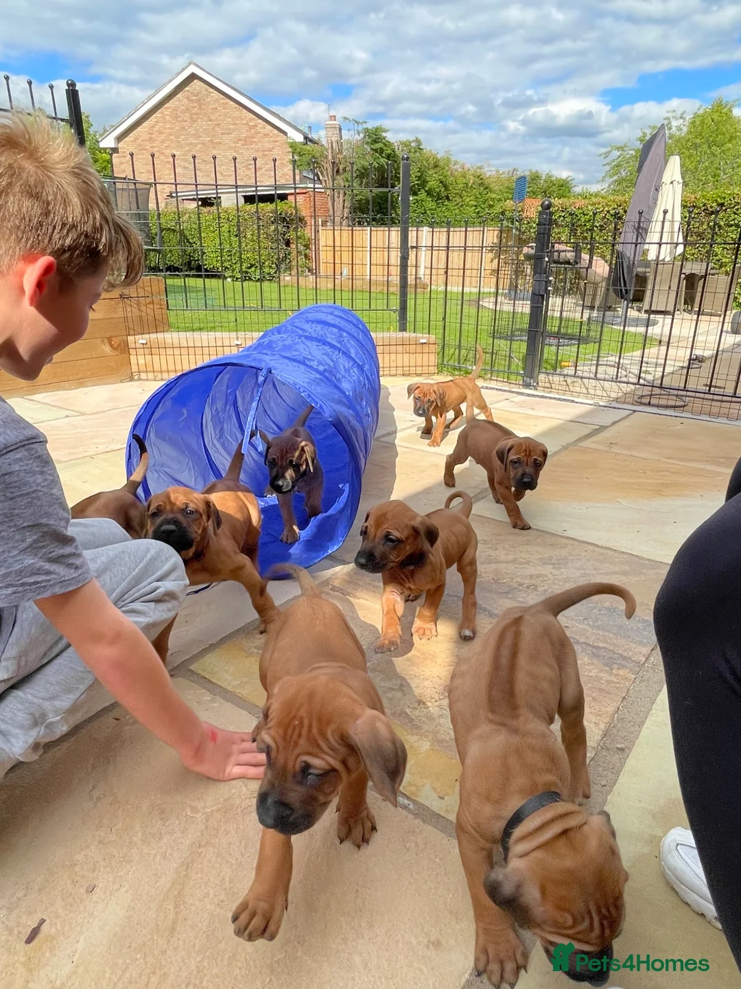 Rhodesian Ridgeback dogs for sale: KC reg/Family pet/Now accepting viewings  - Advert 2