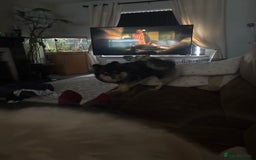 Pomeranian dogs for sale: 2 beautiful teddy bears poms  - Image 1