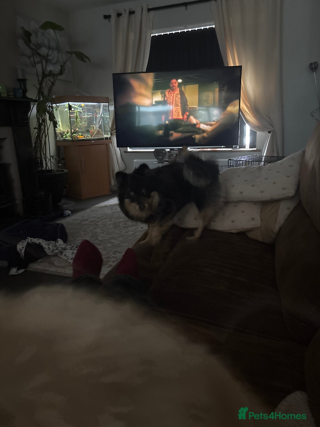 Pomeranian dogs for sale: 2 beautiful teddy bears poms  - Image 1