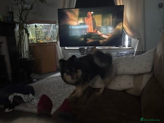 Pomeranian dogs - Advert 24