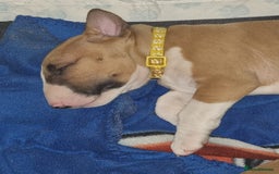 English Bull Terrier dogs for sale: English bull terrier !!! Last boy !!! - Image 30