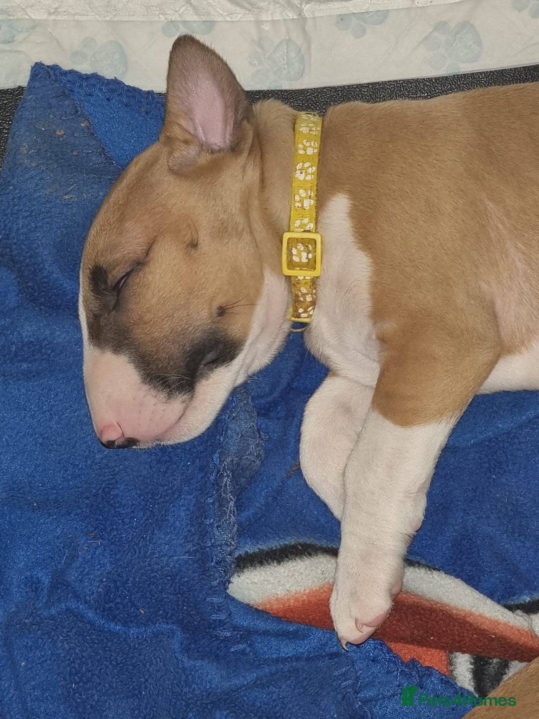 English Bull Terrier dogs for sale: English bull terrier !!! Last boy !!! - Image 30