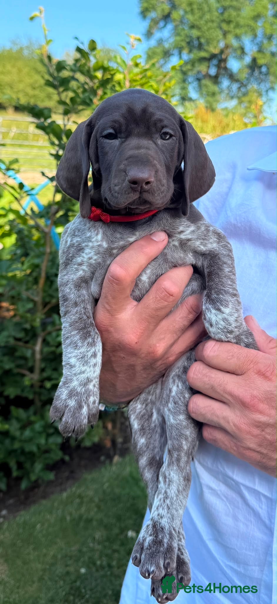 German Shorthaired Pointer dogs German Short Haired Pointer Puppies KC reg  - Advert 2