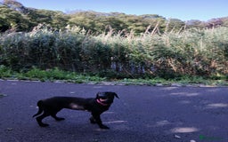 Labrador Retriever dogs for sale: Labrador puppy is looking for her forever home - Image 8