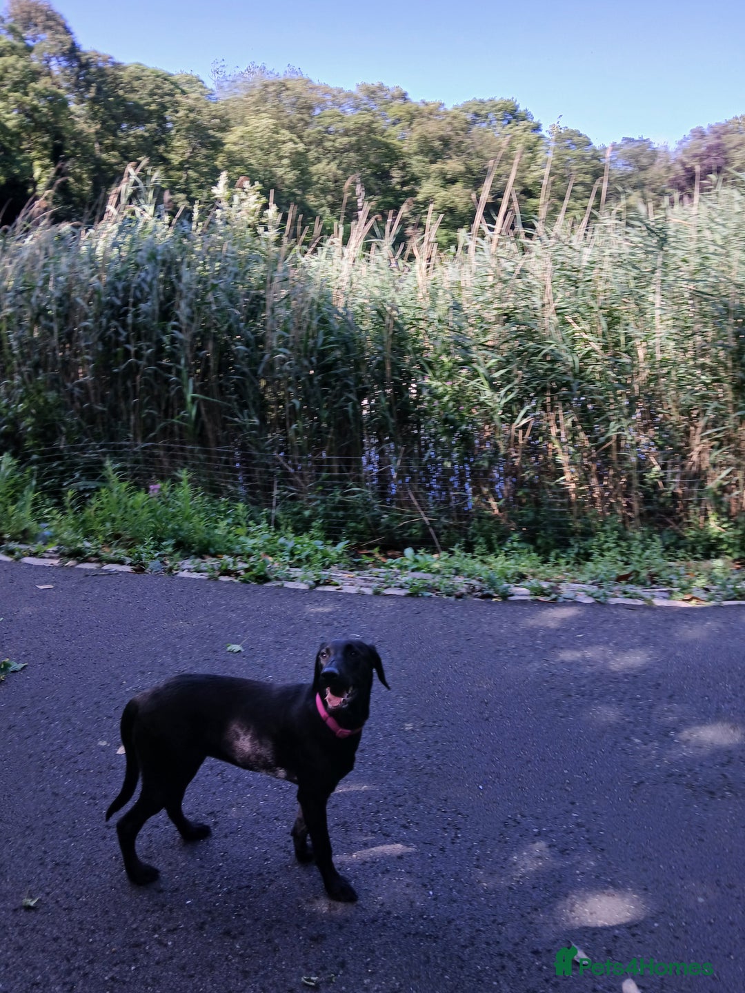 Labrador Retriever dogs for sale: Labrador puppy is looking for her forever home - Image 8