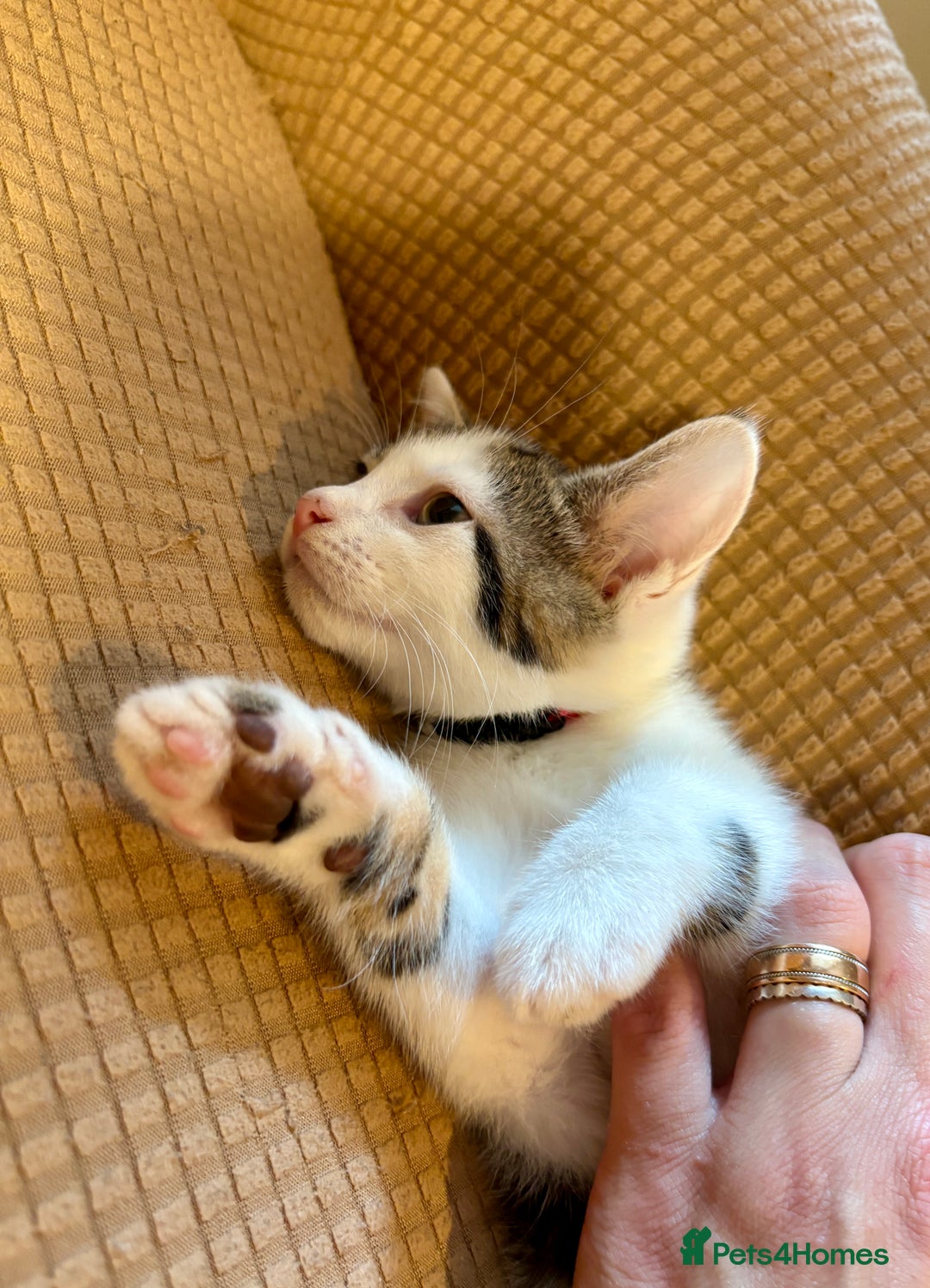 Mixed Breed cats for sale: Adorable mixed breed kittens in Kent! - Image 17