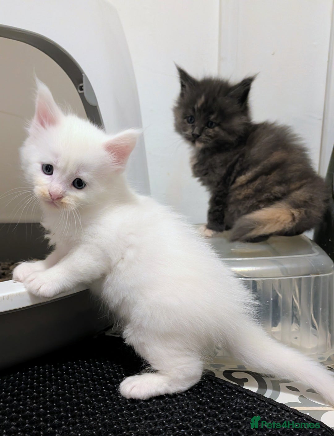 Maine Coon cats for sale: Beautiful Tica Registered Maine Coon Kittens  - Advert 26