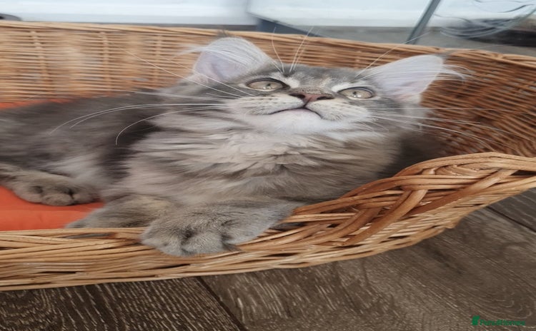 Maine Coon cats - Advert 1