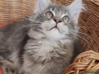 Maine Coon cats - Advert 22