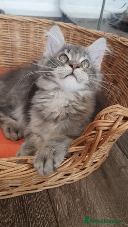 Maine Coon cats - Advert 1