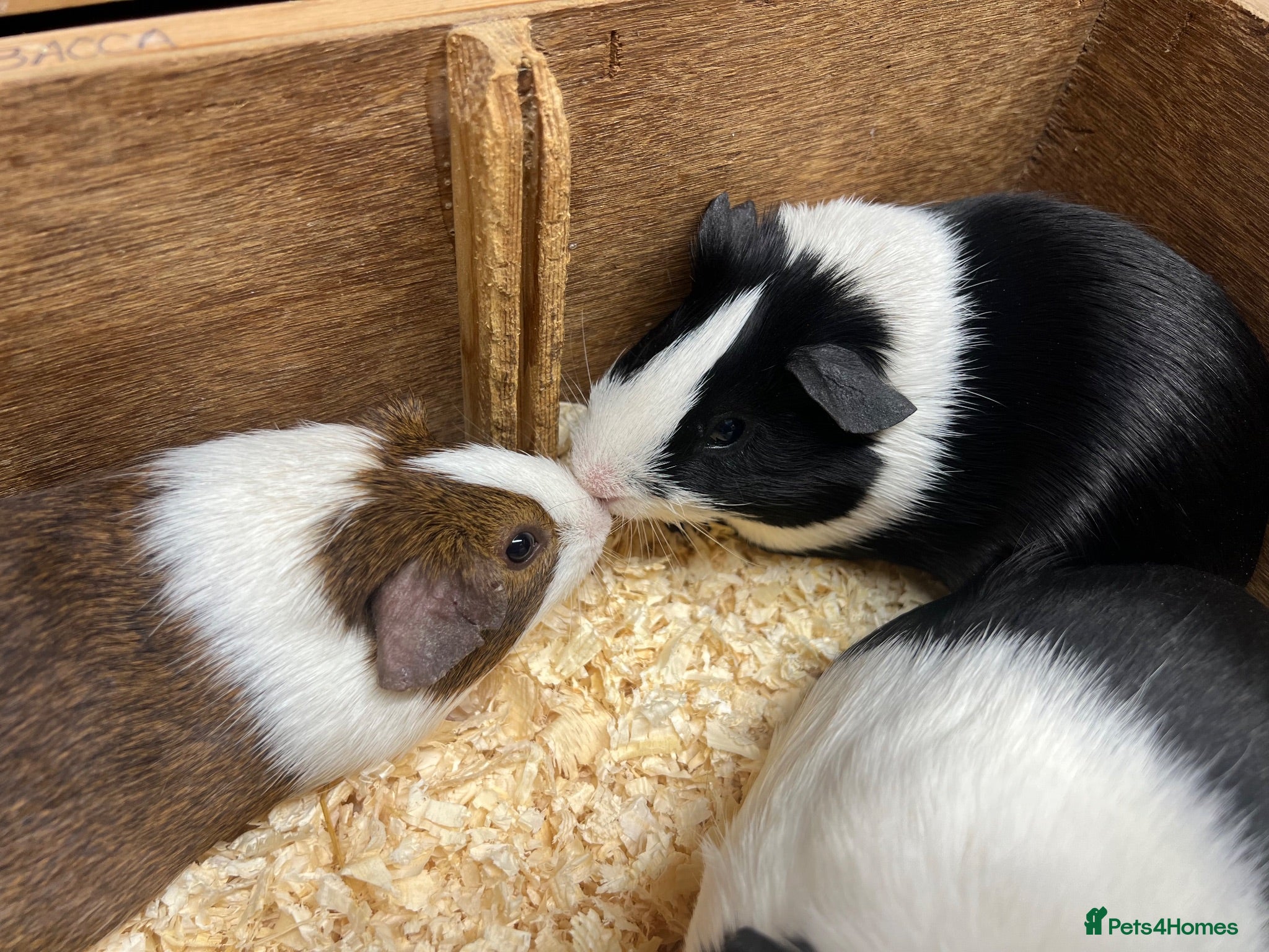 Guinea Pig rodents Male/Boars Dutch guinea pigs - Advert 2