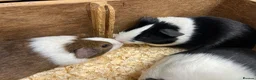 Guinea Pig rodents for sale: Male/Boars Dutch guinea pigs - Advert 4