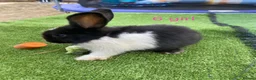 Mini Lion Lop rabbits for sale: 8 loinlops  - Advert 7