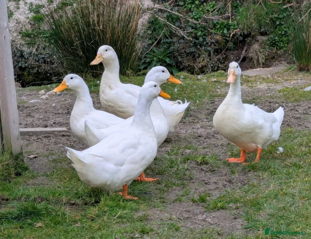 Ducks poultry for sale: Cherry Valley Duck Hatching Eggs X 6  - Advert 6