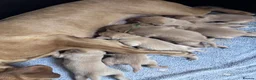Labrador Retriever dogs for sale: KC Reg Health Tested Fox Red working line 4th Gen  - Advert 19