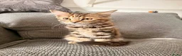 Maine Coon cats for sale: Pedigree Maine Coon Kittens - Advert 2