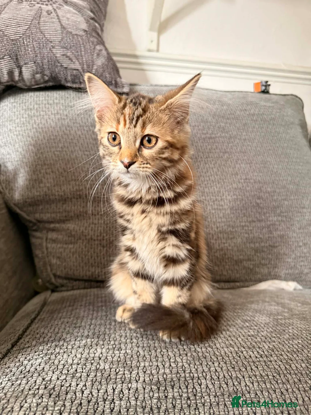 Maine Coon cats for sale: Pedigree Maine Coon Kittens - Advert 2