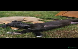 Lurcher dogs for sale: Deerhound Greyhound x deerhound Greyhound f1 - Image 27