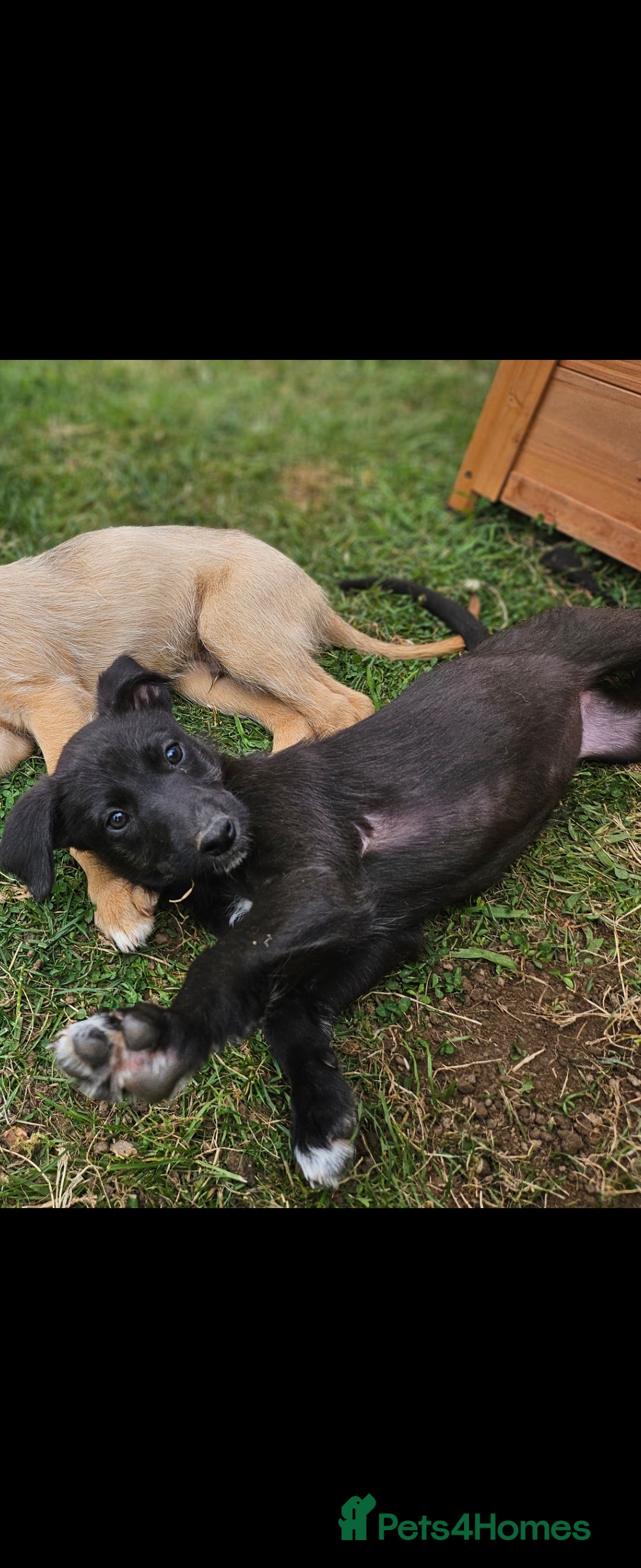 Lurcher dogs for sale: Deerhound Greyhound x deerhound Greyhound f1 - Image 27