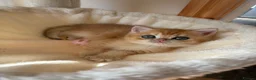 British Shorthair cats for sale: GOLDEN BSH KITTENS AVAILABLE FOR RESERVATION - Advert 13