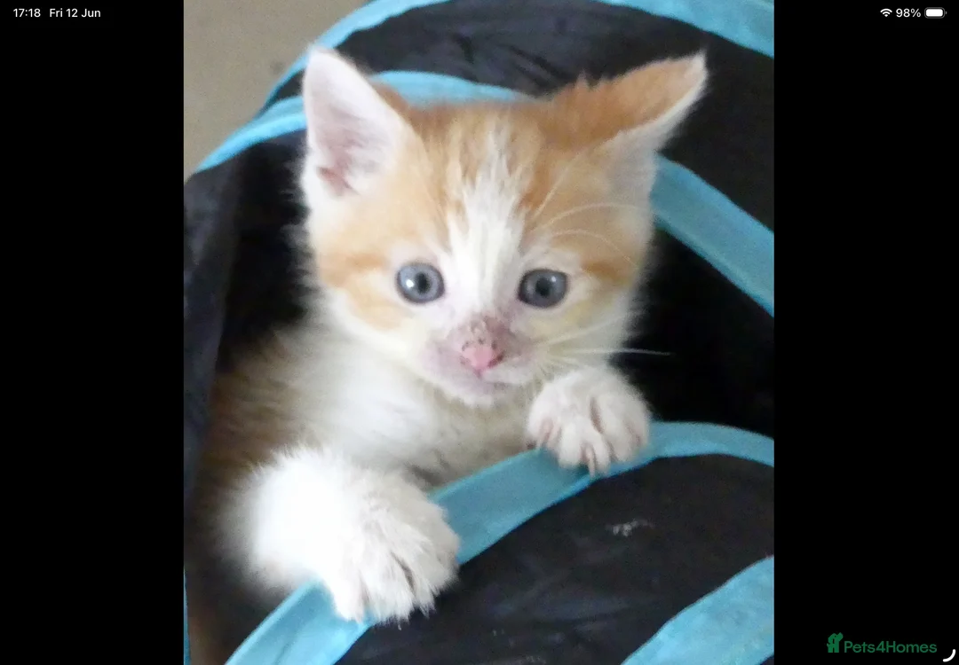 Mixed Breed cats for sale: Adorable Ragdoll x Maine Coon mix kittens  - Advert 25