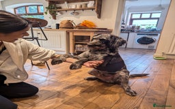 Labradoodle dogs for sale: Meet Elton – Our Beautiful Labradoodle  - Image 18