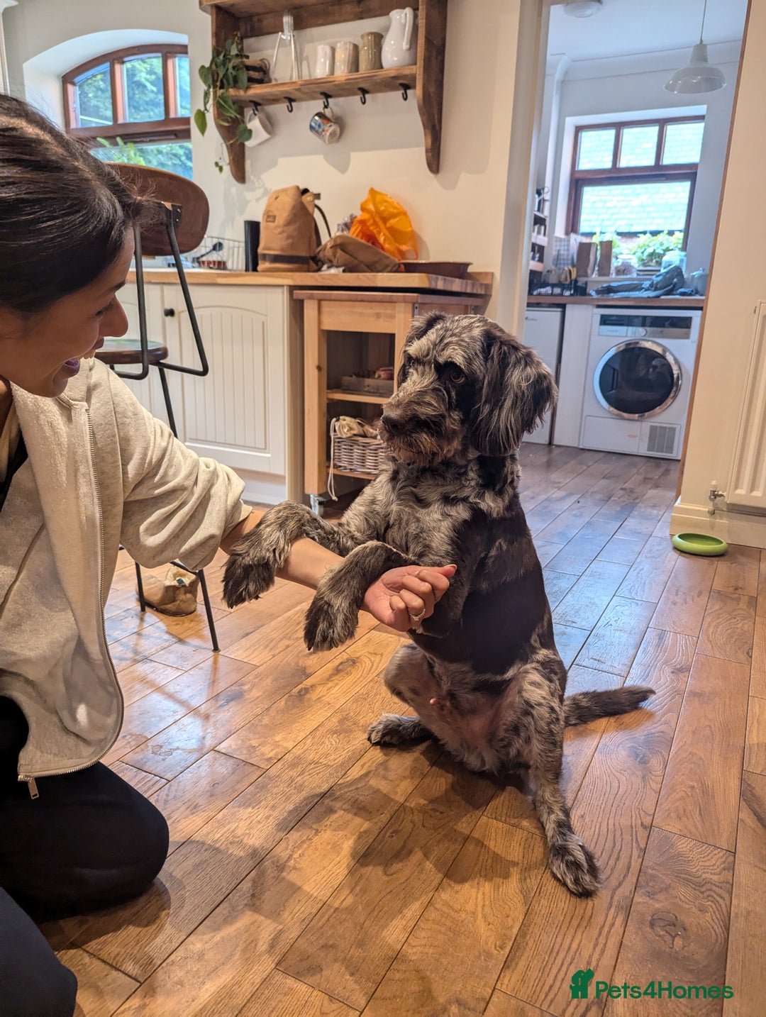 Labradoodle dogs for sale: Meet Elton – Our Beautiful Labradoodle  - Image 18