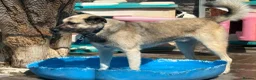 Mixed Breed dogs for adoption: Alfie - Norwich Norfolk  - Advert 4