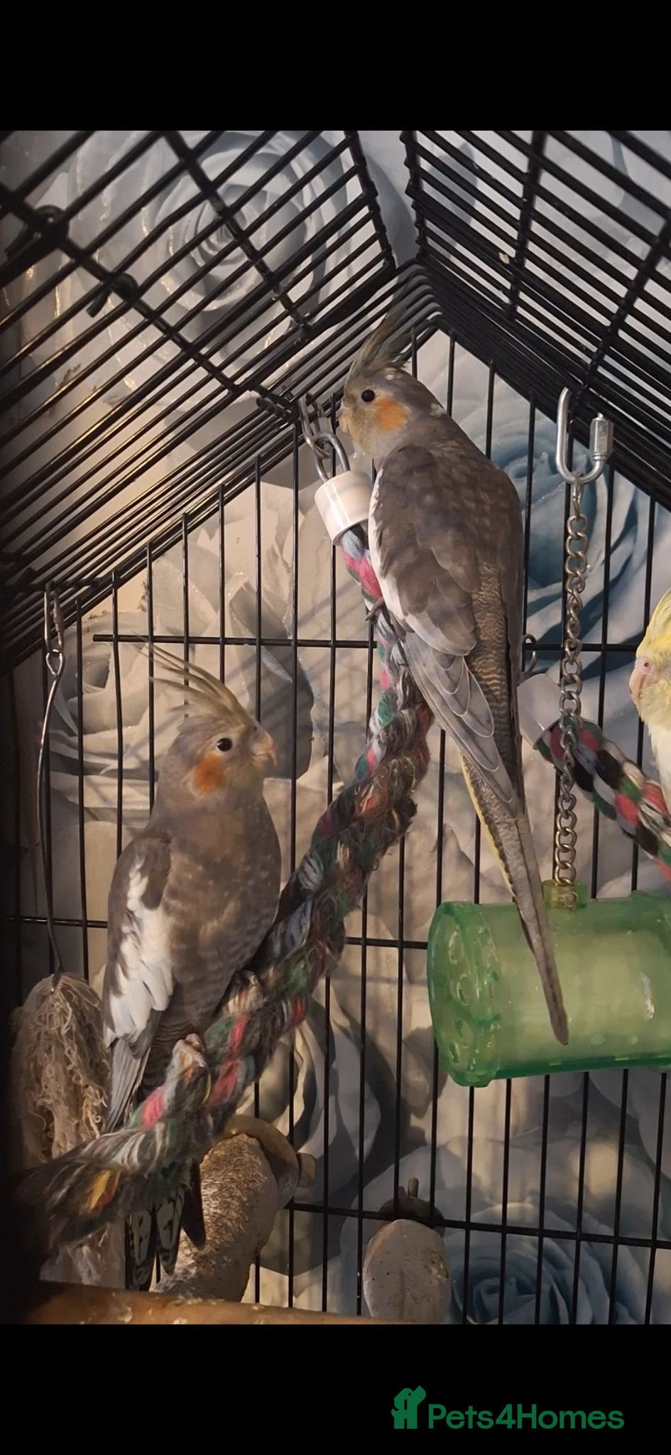 Cockatiels birds 2 Baby cockatiel boys in Liverpool area for sale - Advert 1