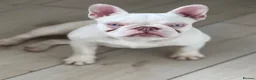 French Bulldog dogs for sale: Newshade Koi female carrying fluffy and pink  - Advert 3