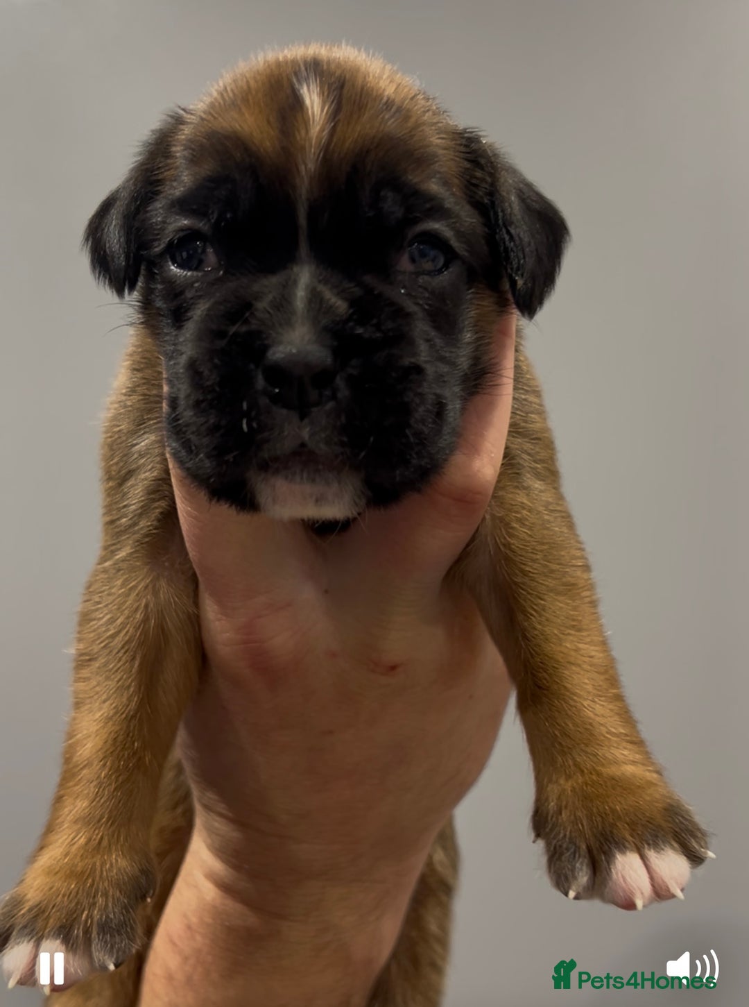 Boxer dogs for sale: 9 Beautiful Boxer Puppies - Pet Only  - Advert 30