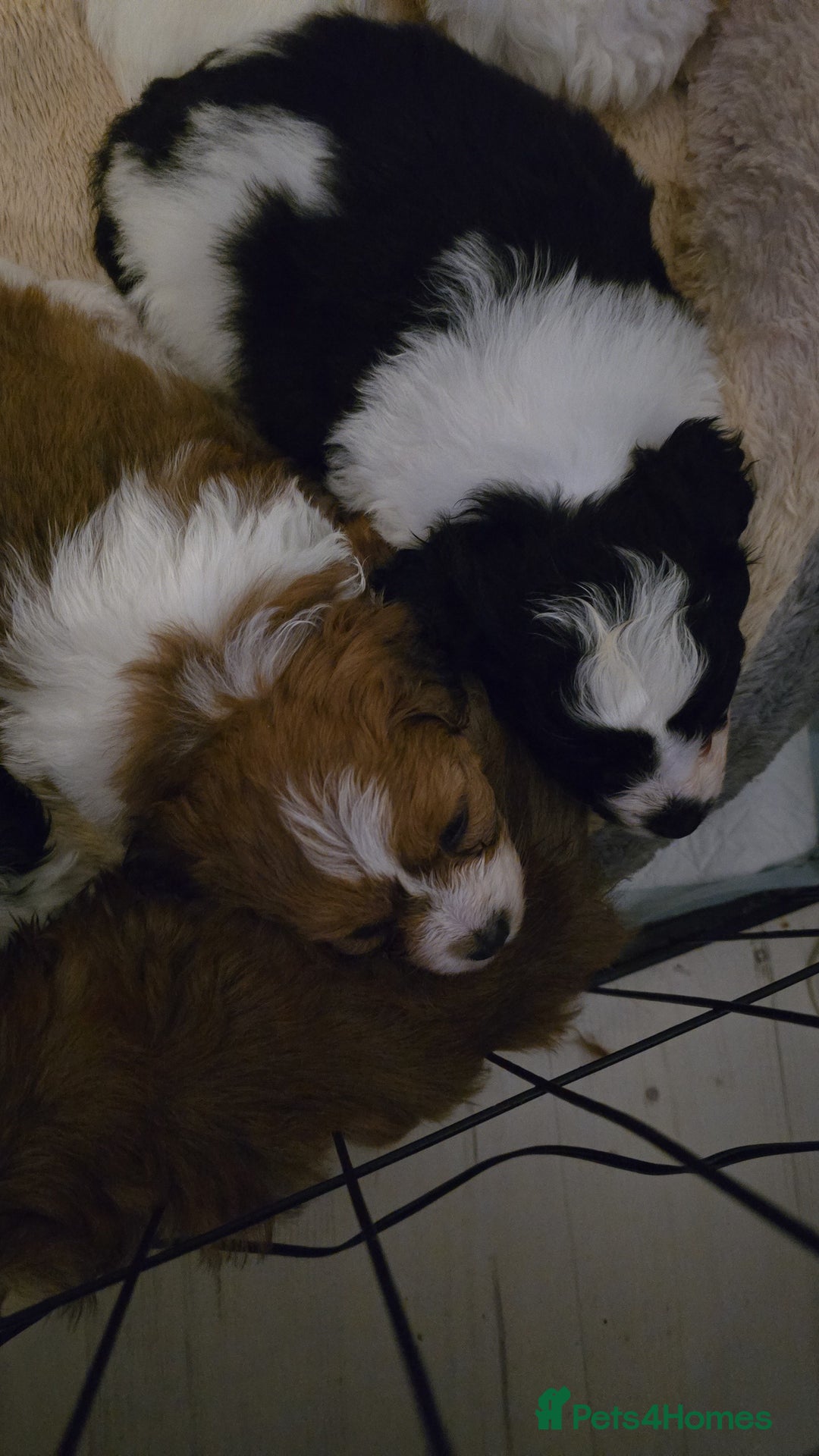 Mixed Breed dogs for sale: Beautiful litter of pomshis  - Advert 3