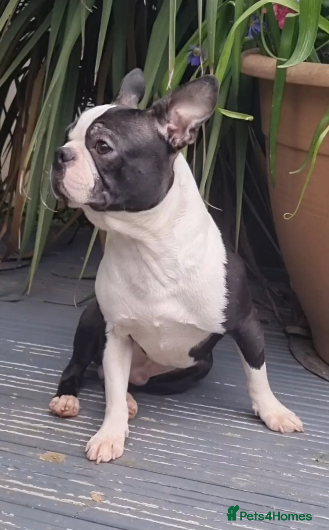 Boston Terrier dogs for stud: Classic Boston Terrier - Advert 5