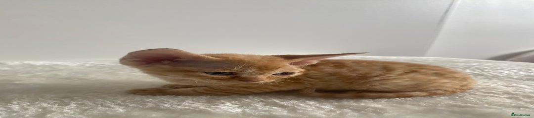 Devon Rex Kitten 5