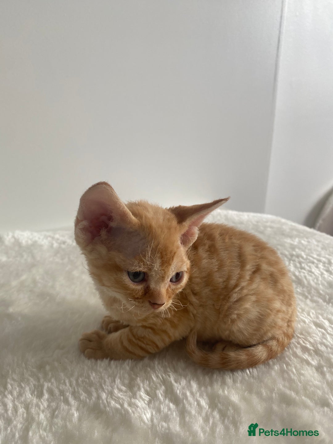 Devon Rex cats for sale: Devon Rex - Image 9