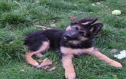 German Shepherd dogs for sale: One gorgeous female long coat puppy available  - Image 2