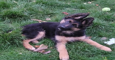 German Shepherd dogs - Advert 1