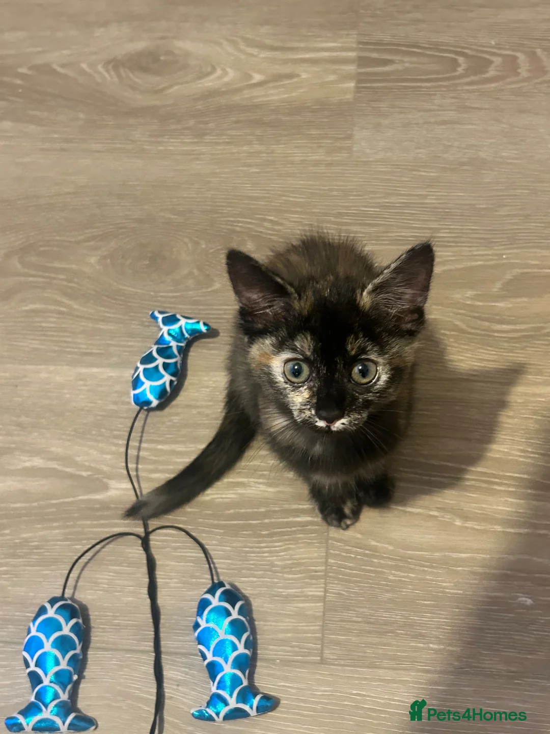 Ragdoll cats for sale: Ragdoll cross GIRL READY TO GO 🩷🩷 in Bromley - Advert 2