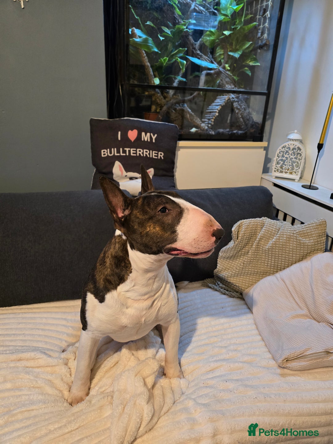 English Bull Terrier dogs for stud: TOP PEDIGREE IN UK, CRUFTS QUALIFIER, CHAMP FAMILY - Advert 3