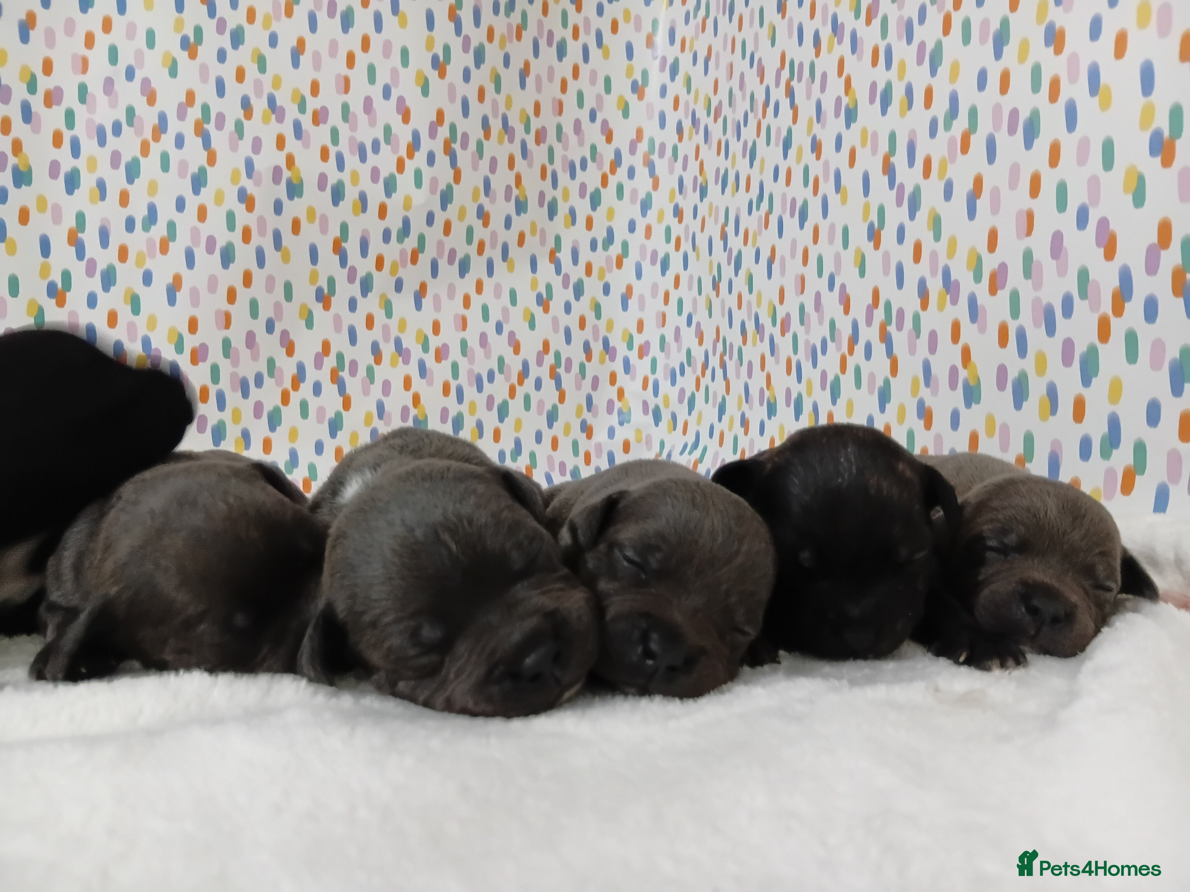 Staffordshire Bull Terrier dogs Exceptional valglo sired puppies - Advert 6