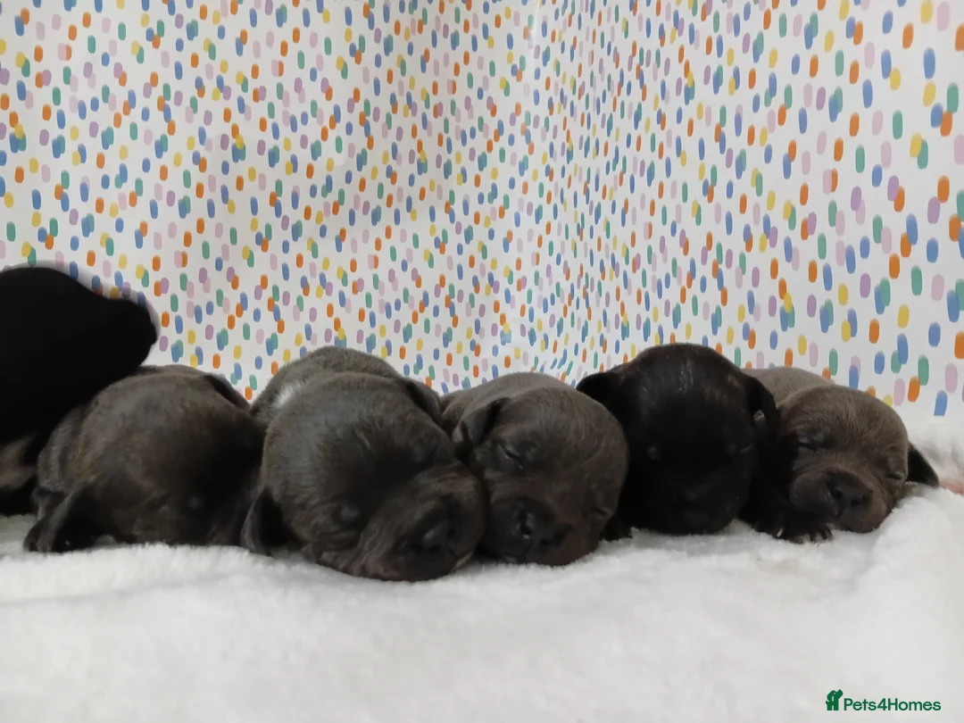 Staffordshire Bull Terrier dogs for sale: Exceptional valglo sired puppies - Advert 3