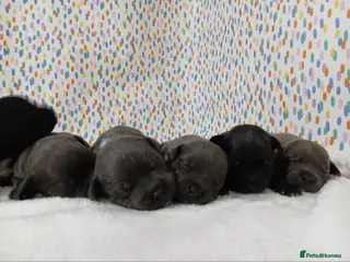 Staffordshire Bull Terrier dogs Exceptional valglo sired puppies - Advert 6