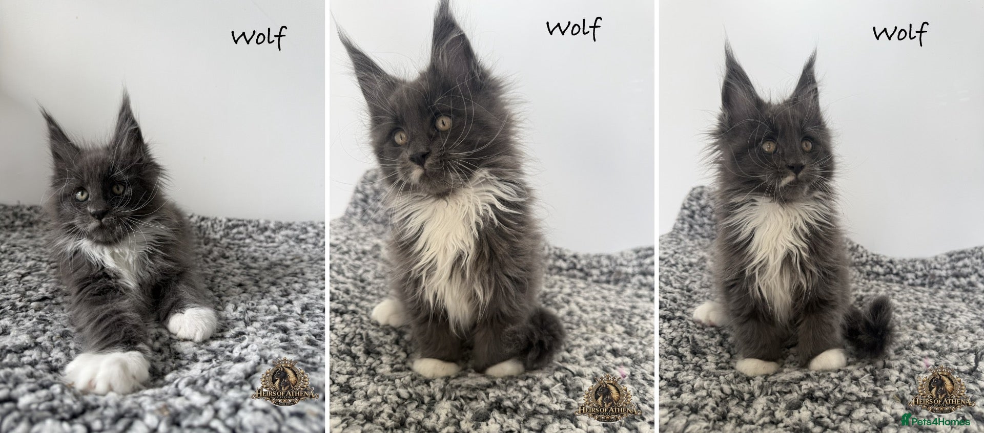 Maine Coon cats 🐾 Maine Coon Kittens TICA Registered 🐾 - Advert 1