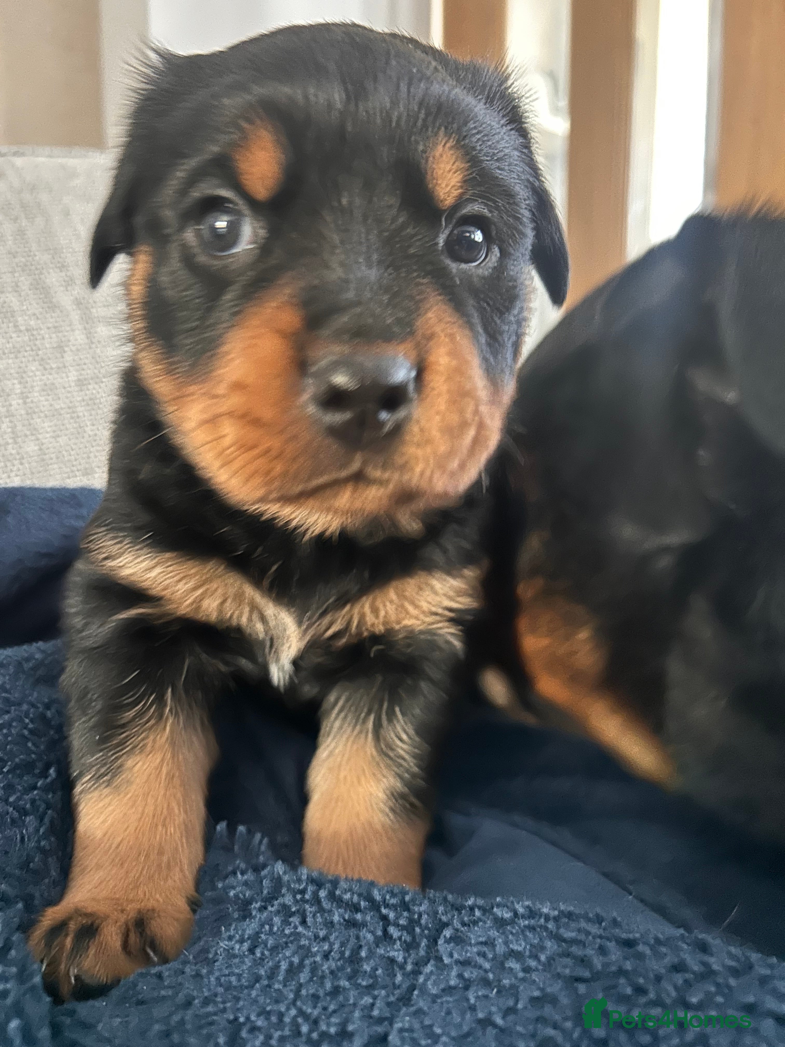 Rottweiler dogs for sale: Pure breed Rottweiler puppies for sale - Advert 18